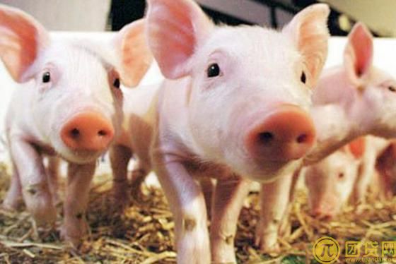 生猪期货介绍？影响生猪期货价格的因素有哪些？
