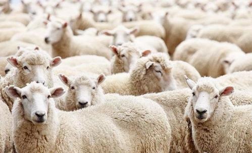 薅羊毛什么意思？