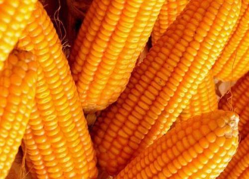 玉米期货手续费是多少?玉米期货有哪些手续费?