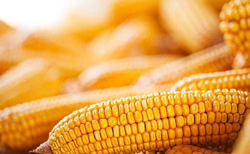 玉米期货合约交割标准是什么？玉米期货怎么玩?