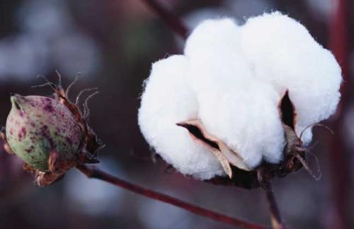 棉花期货交割标准是什么？棉花期货交割标准有哪些？