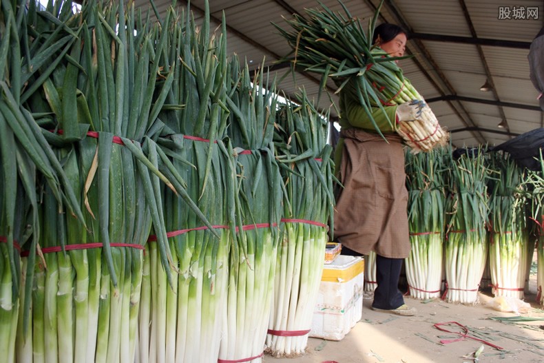 山东大葱价格多少