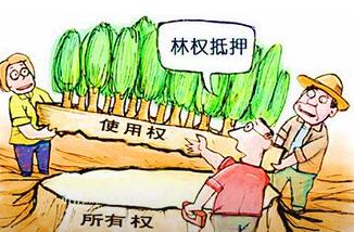 2016年林权抵押贷款的条件有哪些 