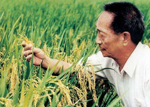 “杂交水稻之父”袁隆平院士简介 成功攻克双季亩产1500公斤
