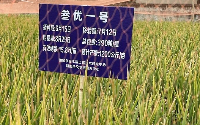 “杂交水稻之父”袁隆平院士简介 成功攻克双季亩产1500公斤