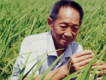 袁隆平转基因产品      袁隆平杂交水稻是转基因么