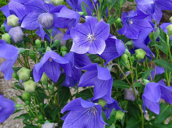 中药材种植项目做什么比较好？种植哪些中药材前景比较好？