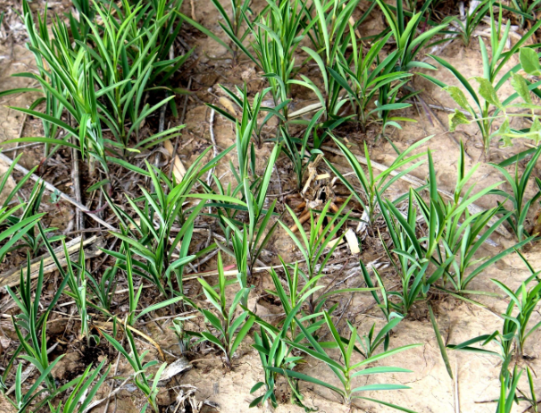 中药材种植项目做什么比较好？种植哪些中药材前景比较好？