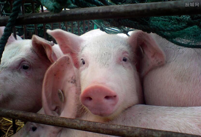 养猪政策