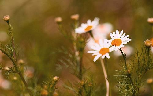 [套利基金与共同基金]对冲基金、共同基金、商品基金等基金的区别