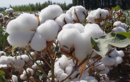 服装纺织概念股多股涨停，近20年我国棉花产量有多少吨是否真的供不应求