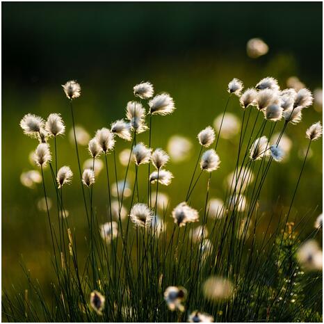 大病险哪家保险公司好，哪家公司靠谱服务好