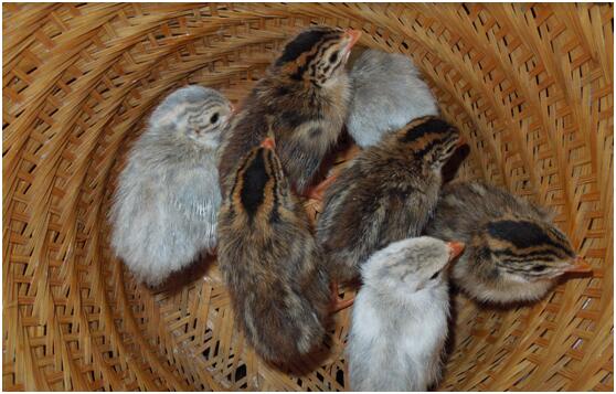 理财买什么基金好  理财基金怎么取出来？  买基金还是理财产品？