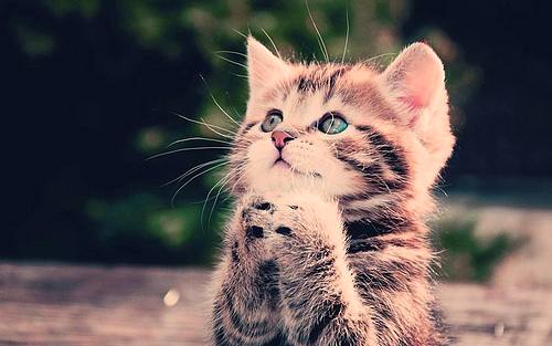 [基金按场所分]投资基金按组织形式不同分那几种