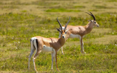 瞪羚企业是什么意思？瞪羚企业的成长路径以及它的类型是什么？