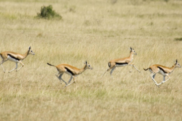 瞪羚企业是什么意思？瞪羚企业的成长路径以及它的类型是什么？