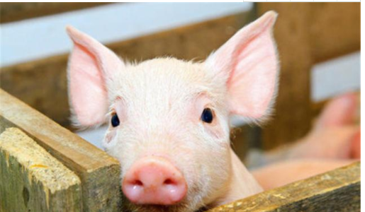 中国养猪业的发展如何？养猪业的发展都有什么原因？