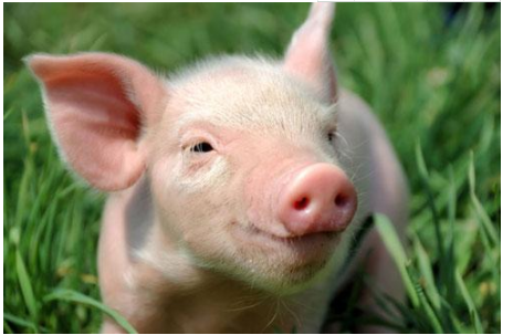 中国养猪业的发展如何？养猪业的发展都有什么原因？