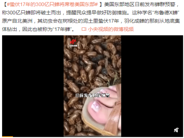 300亿只蝉将席卷美国东部带来什么后果，为什么蝉会在美国泛滥，美国蝉能吃吗