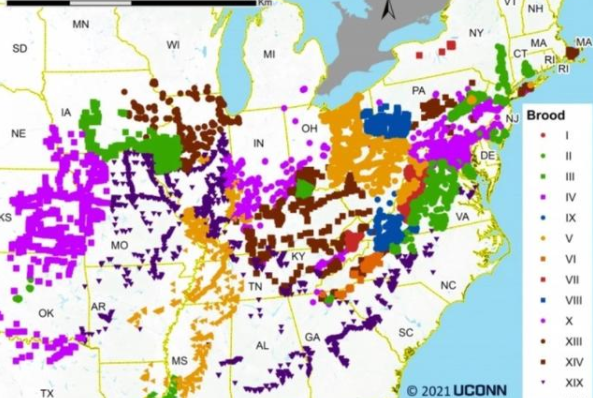 300亿只蝉将席卷美国东部带来什么后果，为什么蝉会在美国泛滥，美国蝉能吃吗