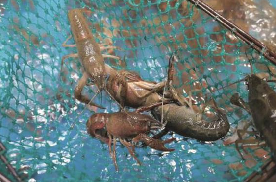 小龙虾一斤降价十几元是为什么，小龙虾的来历是什么，小龙虾为什么这么火