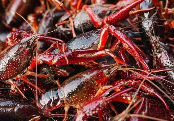 小龙虾一斤降价十几元是为什么，小龙虾的来历是什么，小龙虾为什么这么火