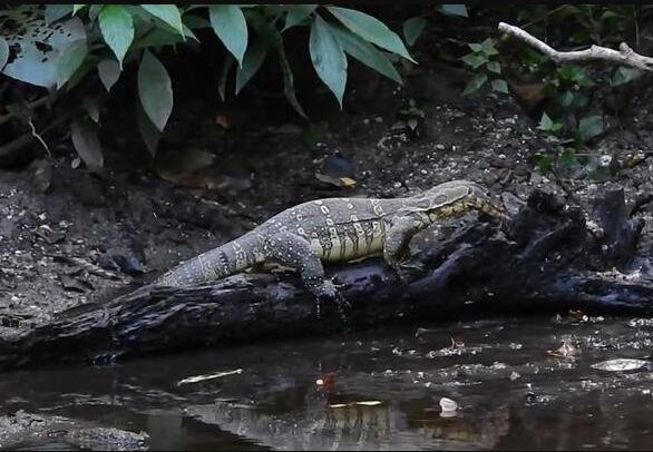 “五爪金龙”现身云南普洱具体位置，五爪金龙有毒吗它是什么动物