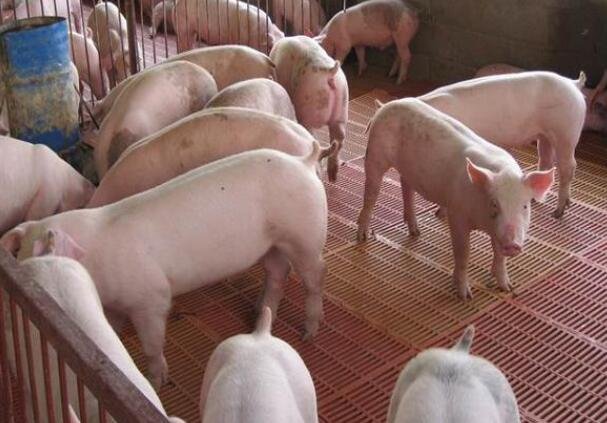 生猪价格跌破一斤10元及生猪价格下跌的有哪些城市，猪肉概念股票有哪些