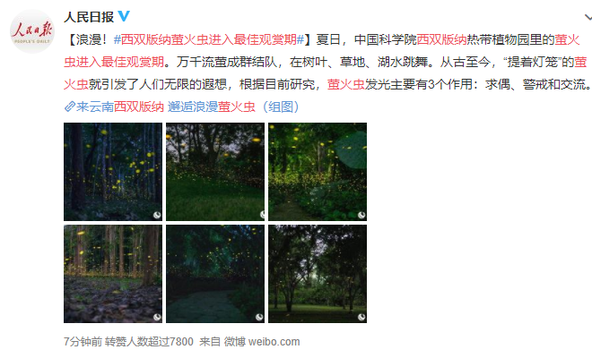 西双版纳萤火虫进入最佳观赏期是几月，萤火虫为什么会发光，萤火虫分为哪几类