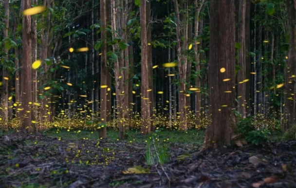 西双版纳萤火虫进入最佳观赏期是几月，萤火虫为什么会发光，萤火虫分为哪几类