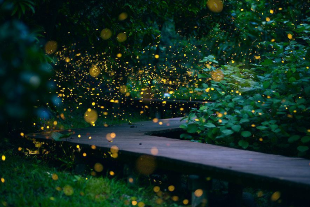 西双版纳萤火虫进入最佳观赏期是几月，萤火虫为什么会发光，萤火虫分为哪几类