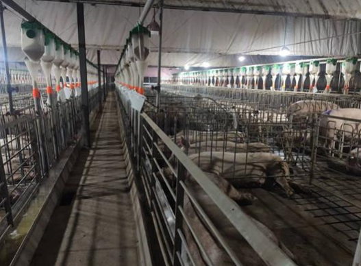 大学生毕业去养猪年薪18万你愿意去吗，大学生养猪有什么优势，养猪的上市公司一览