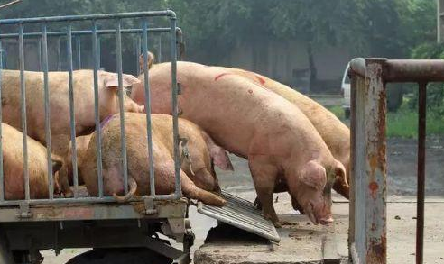大学生毕业去养猪年薪18万你愿意去吗，大学生养猪有什么优势，养猪的上市公司一览