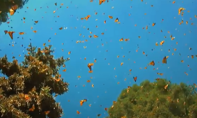 云南1.5亿只蝴蝶宝宝羽化成蝶是怎样的景象，蝴蝶和飞蛾怎么分，蝴蝶是益虫还是害虫