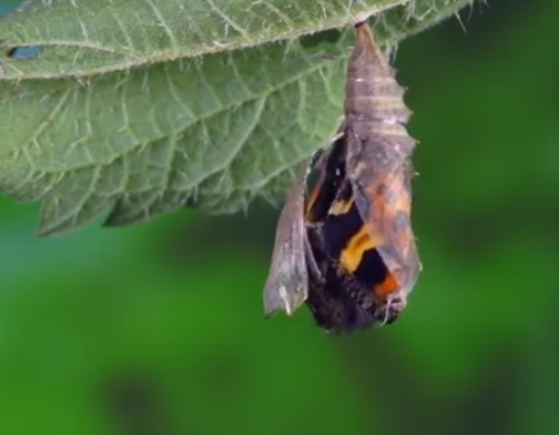 云南1.5亿只蝴蝶宝宝羽化成蝶是怎样的景象，蝴蝶和飞蛾怎么分，蝴蝶是益虫还是害虫