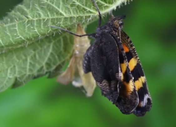 云南1.5亿只蝴蝶宝宝羽化成蝶是怎样的景象，蝴蝶和飞蛾怎么分，蝴蝶是益虫还是害虫