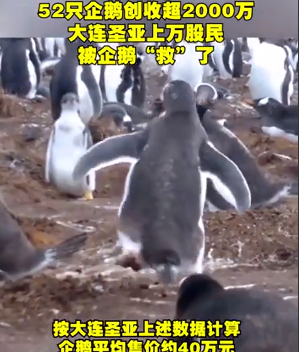 52只企鹅创收超2000万成功扭亏为盈，租卖企鹅成了新业务