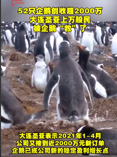 52只企鹅创收超2000万成功扭亏为盈，租卖企鹅成了新业务