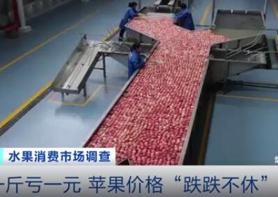 卖1斤亏1元 苹果价格大跌滞销是为什么，未来苹果价格会一直下跌吗，现在价格是多少