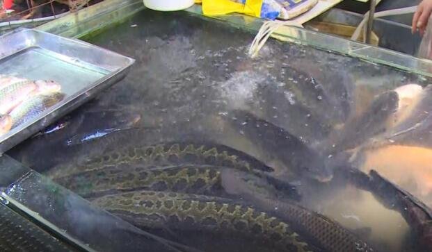 鱼价飙升五成背后原因何在，A股市场水产品行情如何，鱼价后期还会上涨吗