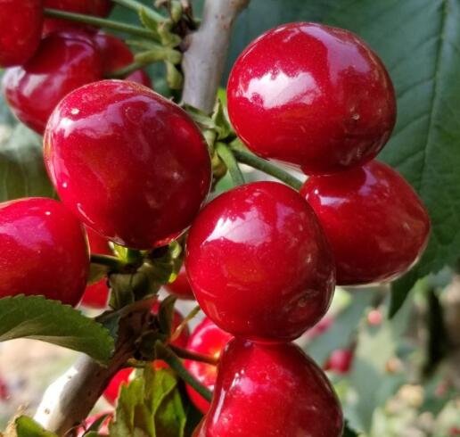 全国近7成樱桃来自山东烟台，山东烟台的樱桃有哪些品种，为什么樱桃价格那么贵