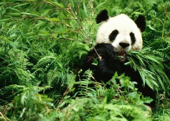 第一批国家公园将正式成立意味着什么，国家公园有哪些，成立国家公园有什么好处