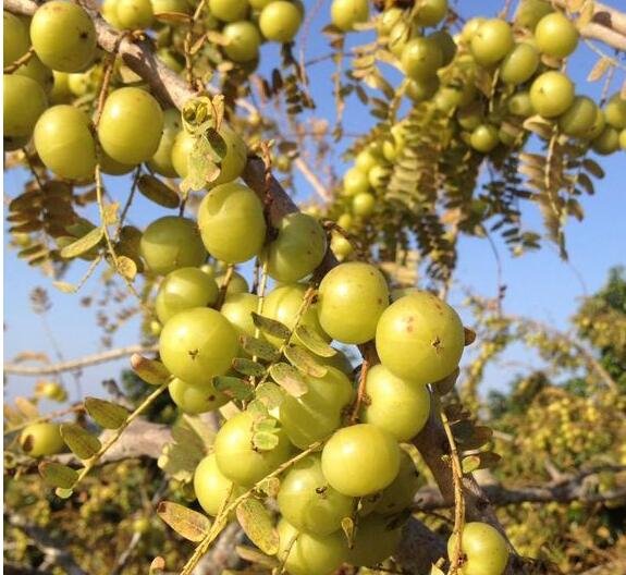 油柑价格飙涨数十倍，油柑价格上涨带动了哪些产业，为什么油柑在茶饮店爆火