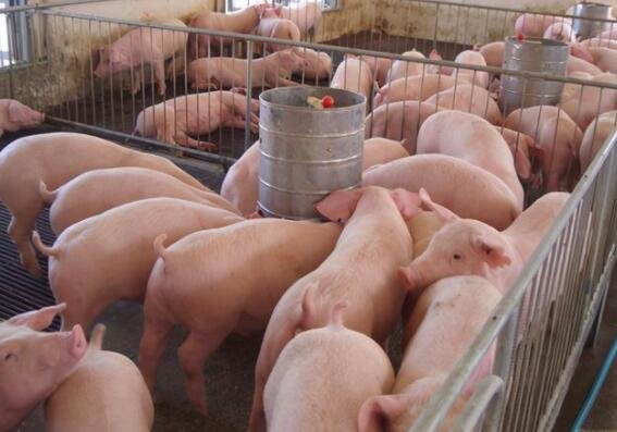 生猪和猪肉价格持续走低是怎么回事，为什么猪肉价格持续走低，猪价下跌利好什么股票