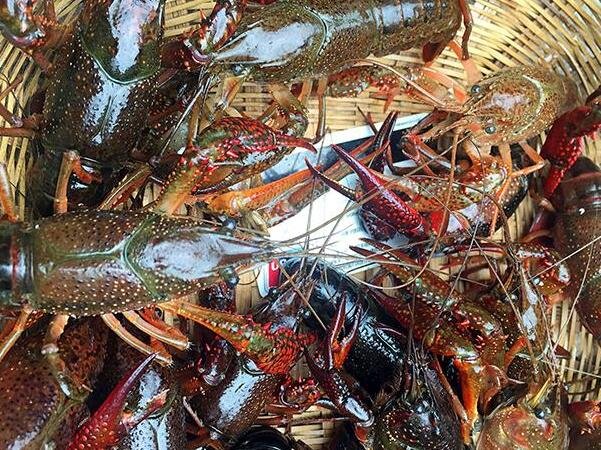 欧洲杯前小龙虾销量暴涨，小龙虾多少钱一斤及产地介绍，欧洲杯赛程2021赛程表