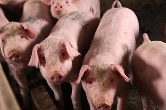 四川猪肉价格重回两年前目前是多少钱一斤，猪肉为何会降价，养猪户如何应对猪价下跌