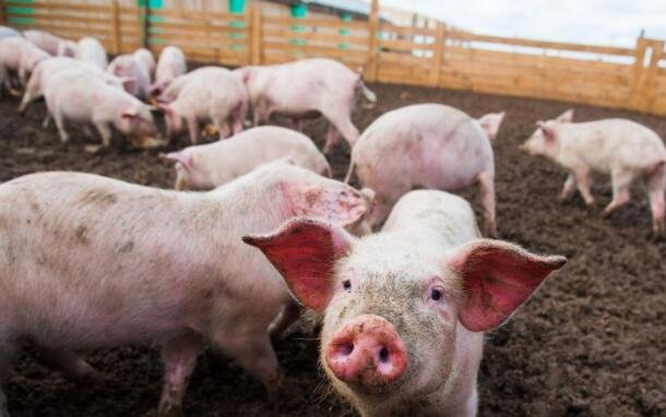 猪肉价格2月下旬以来首次回升，猪价上涨的原因是什么，为何猪价出现大范围上涨