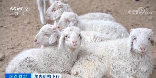 羊肉价格降幅超三成是怎么回事，羊肉价格为什么下降，羊肉的产量怎么样