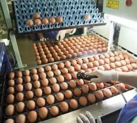 专家建议可生食鸡蛋建立国标，可生食鸡蛋和普通鸡蛋有什么区别，生食鸡蛋到底好不好