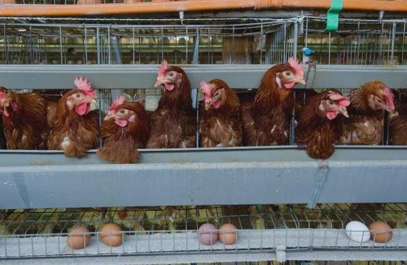 专家建议可生食鸡蛋建立国标，可生食鸡蛋和普通鸡蛋有什么区别，生食鸡蛋到底好不好